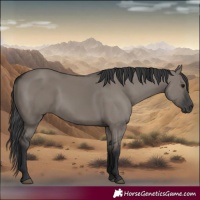 Horse Color:Grullo 