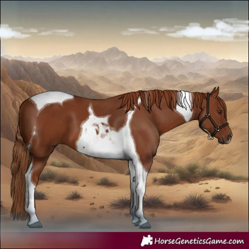 Horse Color:Chestnut Tobiano