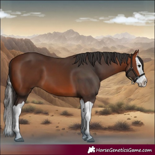 Horse Color:Bay Splash 