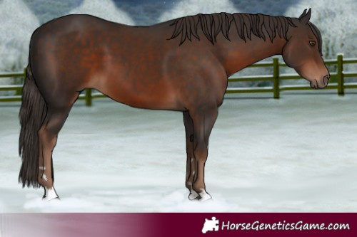Horse Color:Liver Chestnut 