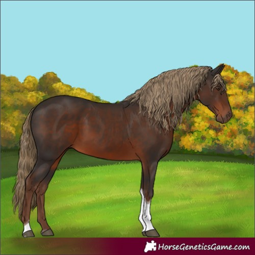 Horse Color:Liver Chestnut Tobiano 