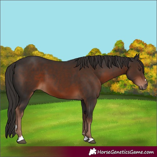 Horse Color:Liver Chestnut 
