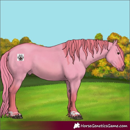 Horse Color:Watercolor Red Dun