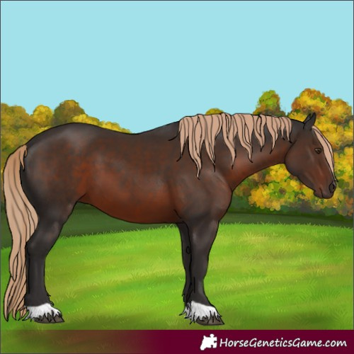 Horse Color:Liver Chestnut 