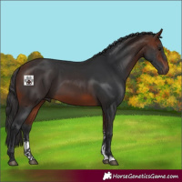 Horse Color:Bay Sabino 