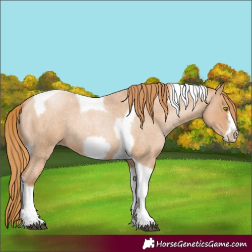 Horse Color:Red Roan Pearl Tobiano Frame