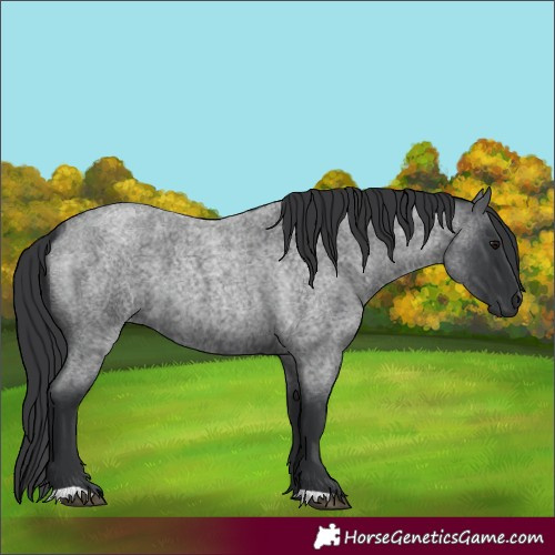 Horse Color:Blue Roan