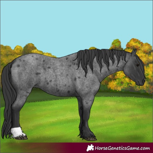Horse Color:Blue Roan 