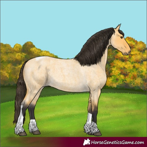 Horse Color:Buckskin Roan Dun Tobiano