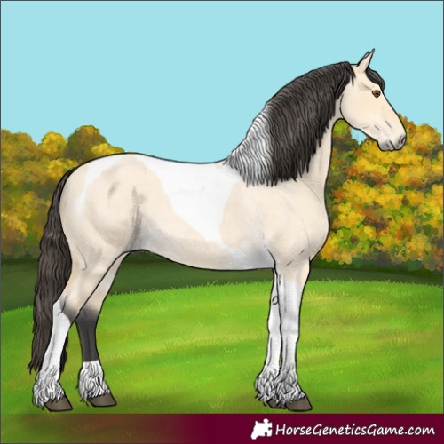 Horse Color:Buckskin Roan Dun Tobiano 