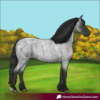 Horse Color:Blue Roan 
