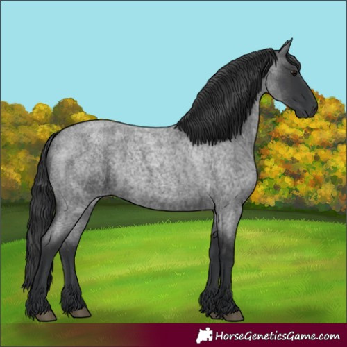 Horse Color:Blue Roan