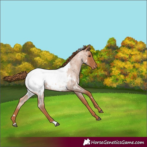 Horse Color:White Spotted Red Roan Snowcap