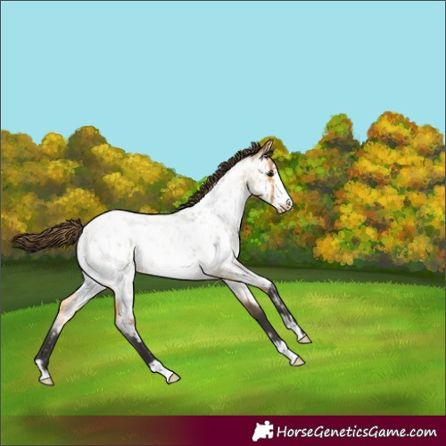 Horse Color:Buckskin Roan Frame Appaloosa 