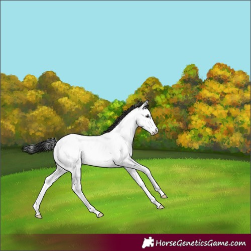 Horse Color:Black Splash Frame Appaloosa