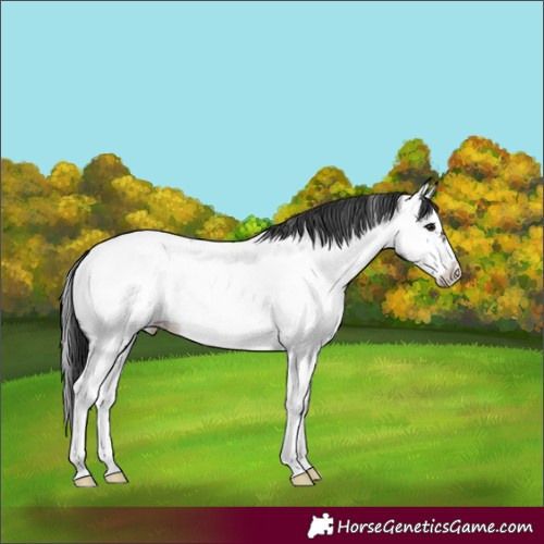 Horse Color:Black Splash Frame Near Fewspot
