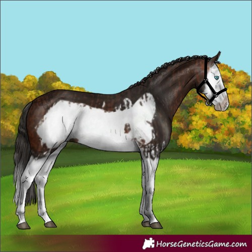 Horse Color:Bay Splash Frame  and Gray Bay Splash Frame 