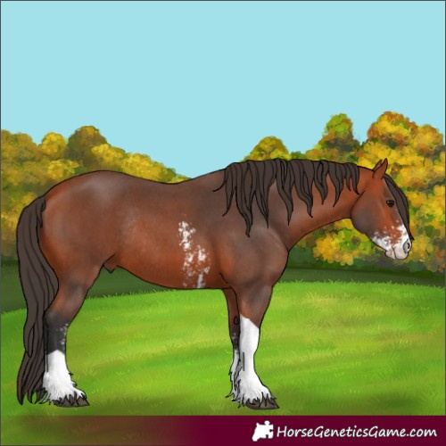 Horse Color:Bay Sabino Tobiano Rabicano