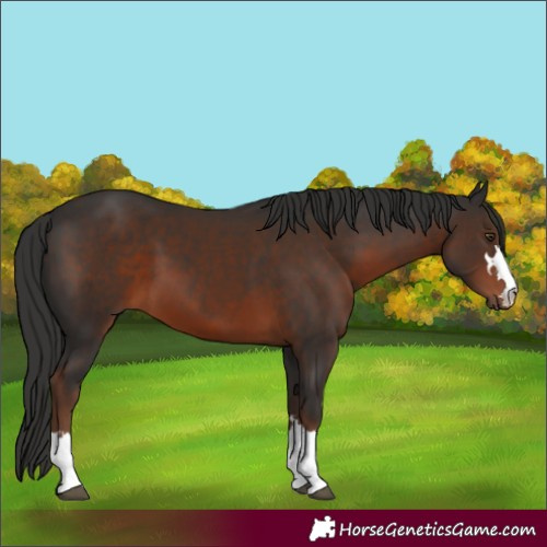 Horse Color:Liver Chestnut