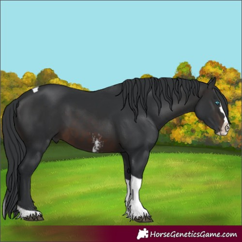 Horse Color:Brown Sabino Splash Tobiano 