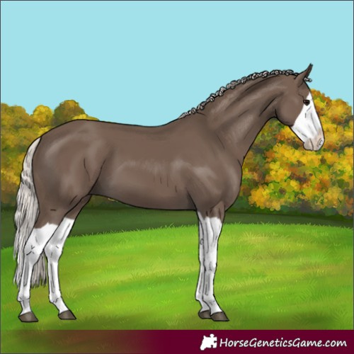 Horse Color:Silver Black Splash
