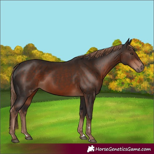 Horse Color:Liver Chestnut 