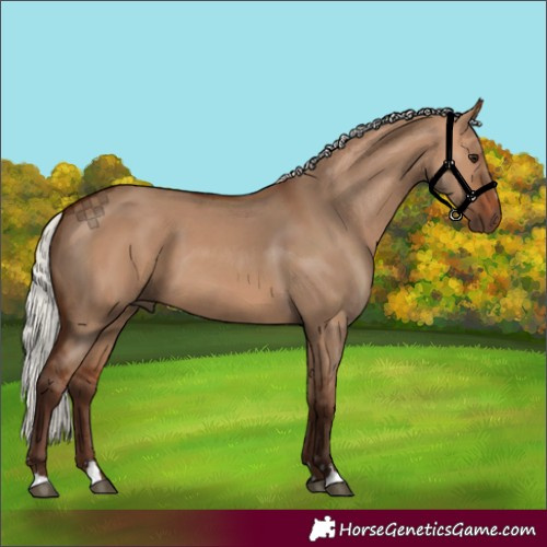 Horse Color:Silver Bay Dun 