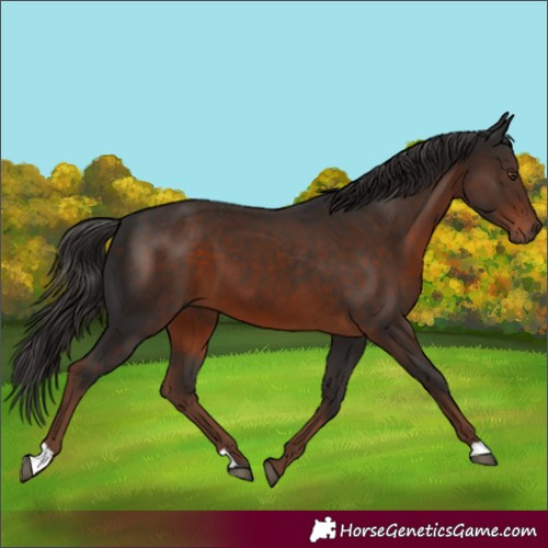 Horse Color:Liver Chestnut 