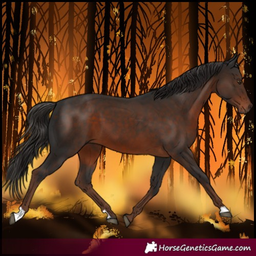 Horse Color:Liver Chestnut