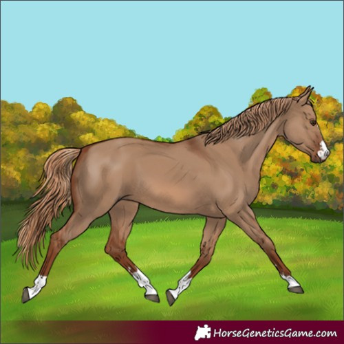 Horse Color:Red Dun 