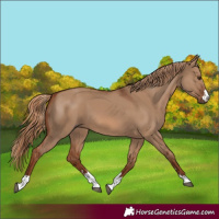 Horse Color:Red Dun 