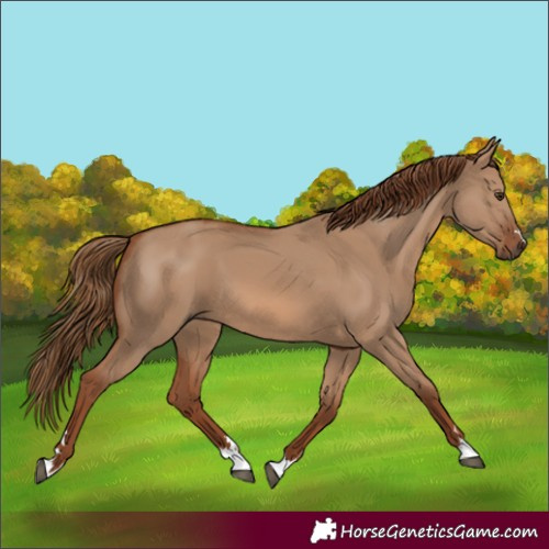 Horse Color:Red Dun 