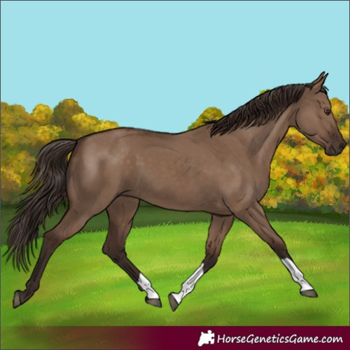 Horse Color:Liver Red Dun 