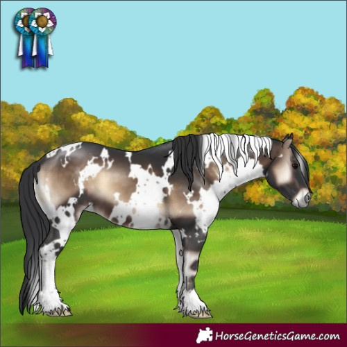 Horse Color:White Spotted Brown Onyx
