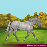 Horse Color:Silver Blue Roan Sabino 