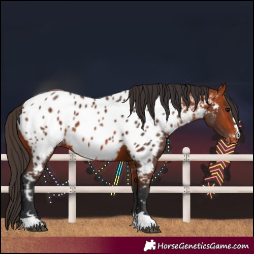 Horse Color:Bay Near Leopard