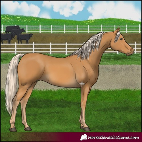 Horse Color:Palomino 
