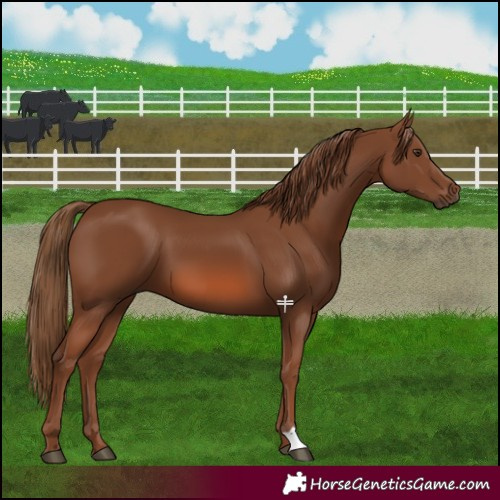 Horse Color:Chestnut 