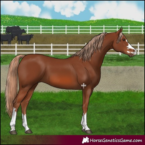 Horse Color:Chestnut 
