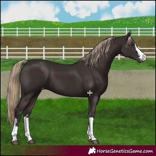 Horse Color:Liver Chestnut Appaloosa