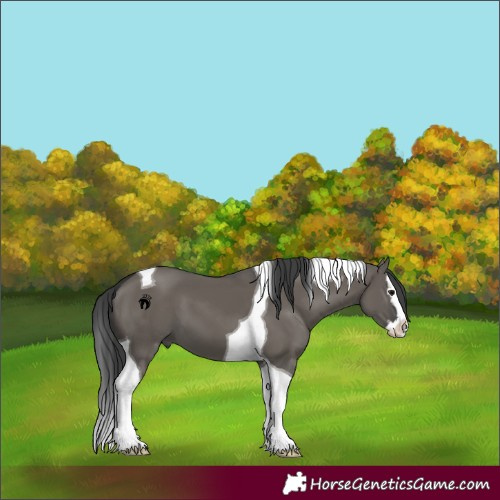 Horse Color:Grullo Splash Tobiano
