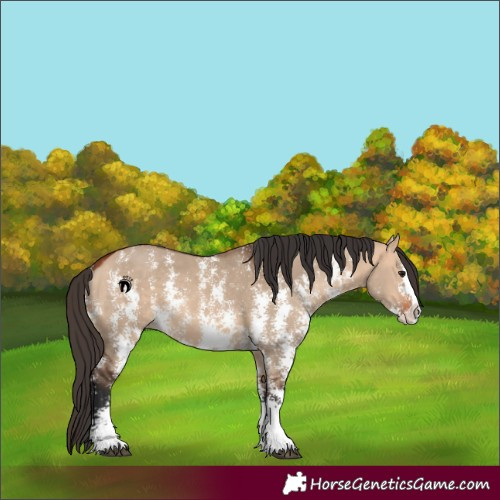 Horse Color:Bay Dun Sabino Splash 