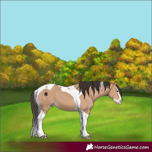 Horse Color:Bay Dun Splash Tobiano