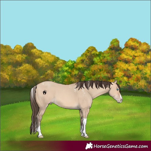 Horse Color:Powder White Amber Champagne Dun Splash Tobiano 