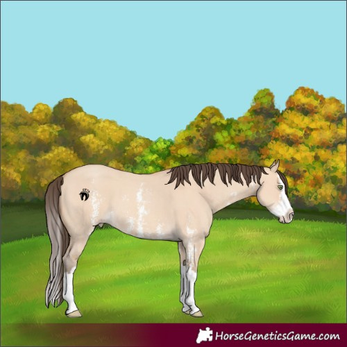 Horse Color:Amber Champagne Dun Sabino Splash 
