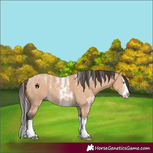 Horse Color:Powder White Bay Dun Sabino Splash 