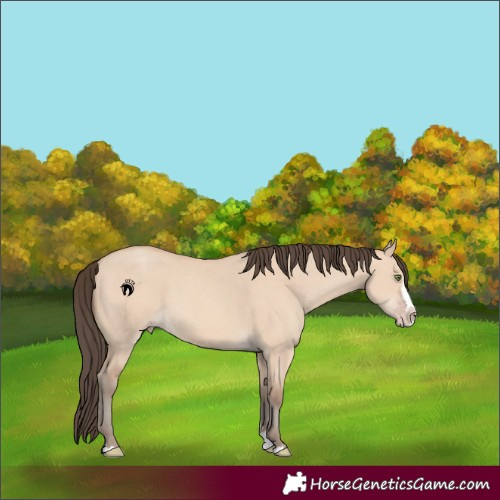 Horse Color:Amber Champagne Dun Splash 