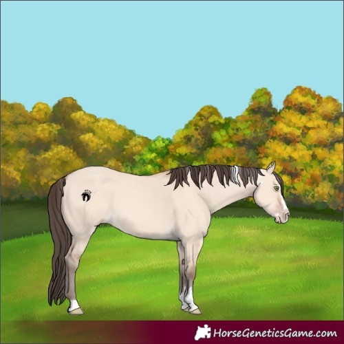 Horse Color:Powder White Amber Champagne Dun Splash Tobiano 
