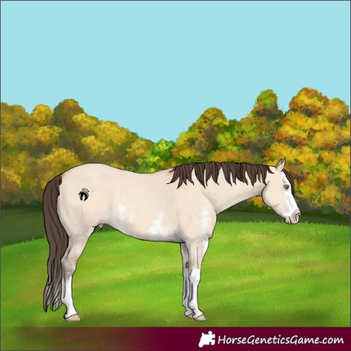 Horse Color:Amber Champagne Dun Sabino Splash