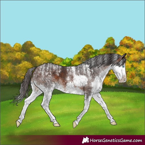 Horse Color:Powder White Brown Splash 
